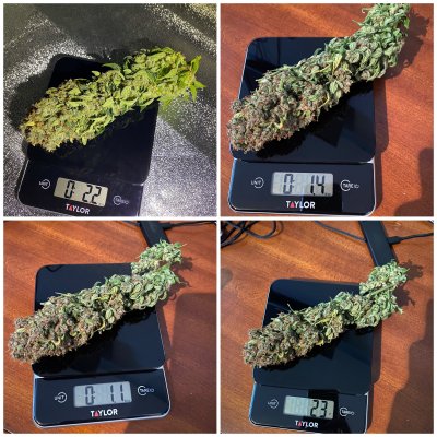 Highest Cut First Grow