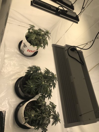 Maybe to much nitrogen???