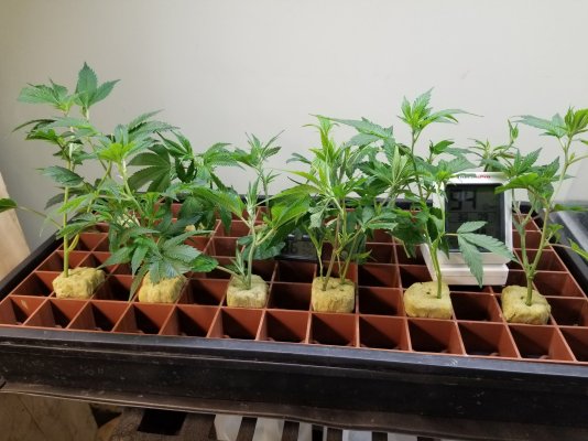 ongoing biweekly cloning attempts and failures