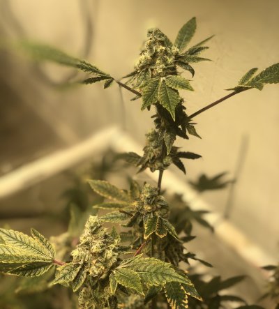 day-49-do-these-buds-look-small.jpg