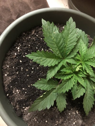 gsc-micro-1-plant-issue.jpg
