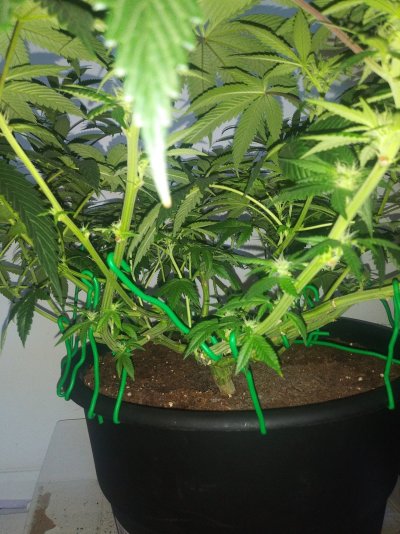 Coming to the end of week 4 flower....should i trim leaves??