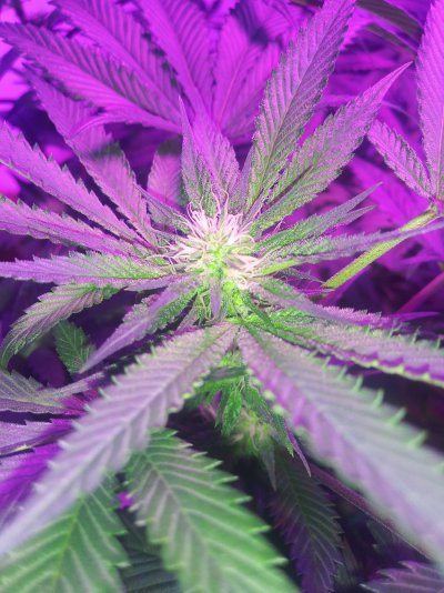 Coming to the end of week 4 flower....should i trim leaves??