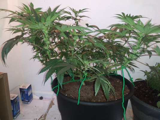 Coming to the end of week 4 flower....should i trim leaves??