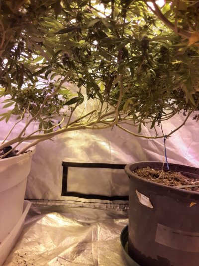 New to the site, veteran grower,30years,So Cal_I.E. Here to learn & share & learn more.Positive Mental Attitudes manifest Positive Outcomes !!!😉Giant