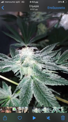 New grower