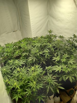 Closet grow 2020