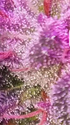 Screenshot_20200330-101754_Gallery.jpg