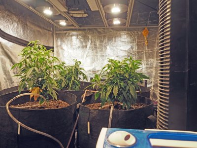 Harambe, and  Kashyyk Cookies Fall grow