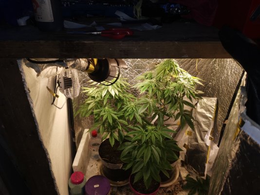 very-diy-no-budget-grow-need-advise-2.jpg