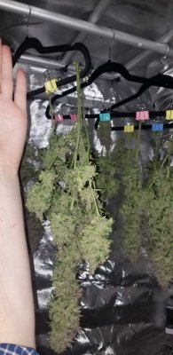 A5 Haze x Thai Bx - Indoor - LED - LST