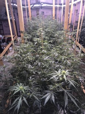 Flood and drain bucket system watering schedule