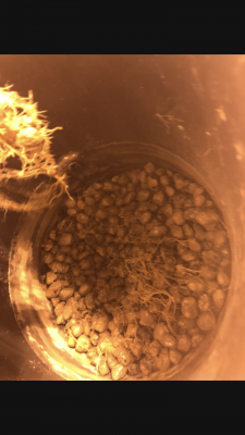 Flood and drain bucket system watering schedule