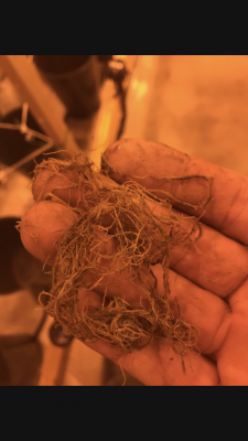 Flood and drain bucket system watering schedule