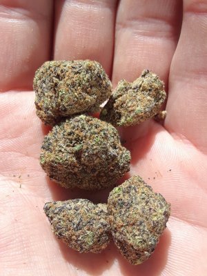 where my dawgz at?? blue bacio