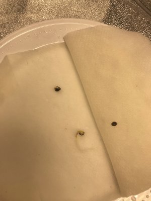Seed Sprouts   352020   PM