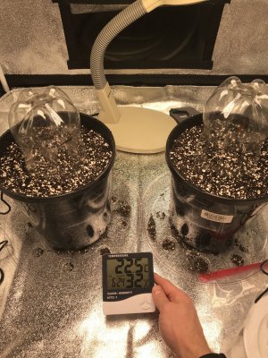 Seeds Planted with domes   352020   PM