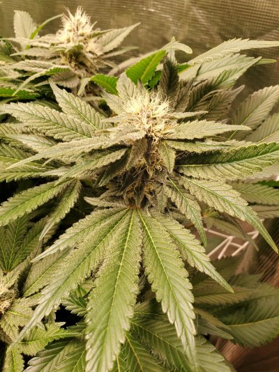 reoccuring-issues-with-hermaphrodite-plants-mid-flower.jpg
