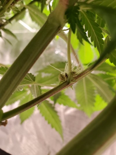 reoccuring-issues-with-hermaphrodite-plants-mid-flower-2.jpg