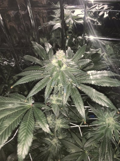 first-time-mystery-seeds-week-89-3.jpg