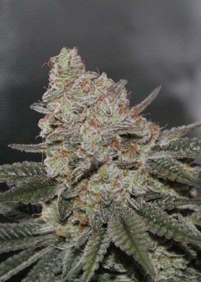Grow #2 Harvested - Gorilla Punch