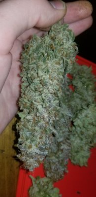 A5 Haze x Thai Bx - Indoor - LED - LST