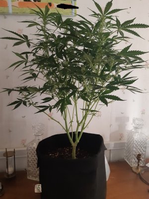Whats up with this little lady?