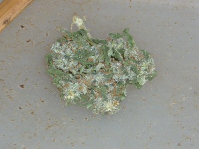 Hashplant closer (Large).jpg