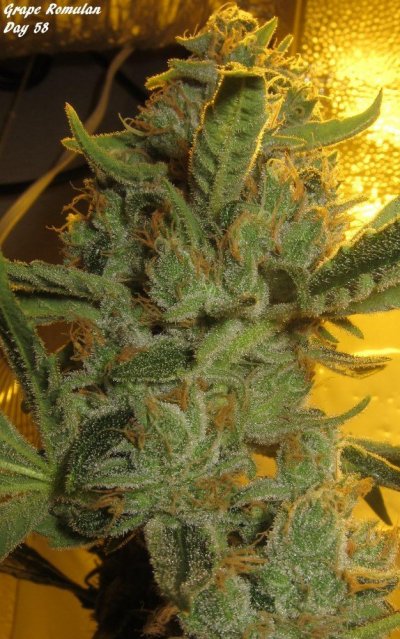 Personal Medical Grow in Coco. [Chem D, Grape Romulan, Grapefurit Haze, Casey Jones]