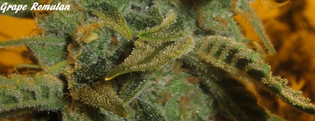 Personal Medical Grow in Coco. [Chem D, Grape Romulan, Grapefurit Haze, Casey Jones]