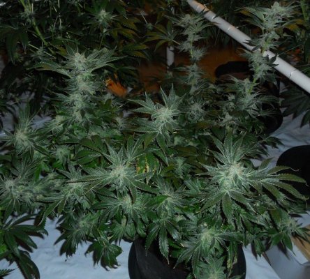 alien-kush.jpg