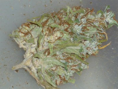Atomic Haze (1) (Large).jpg