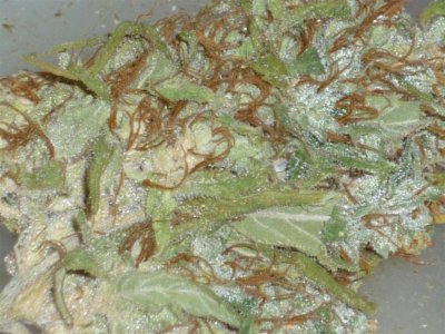 Atomic Haze (2) (Large).jpg