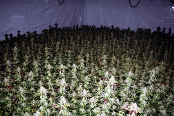 9lightOGDay56flowerD.jpg
