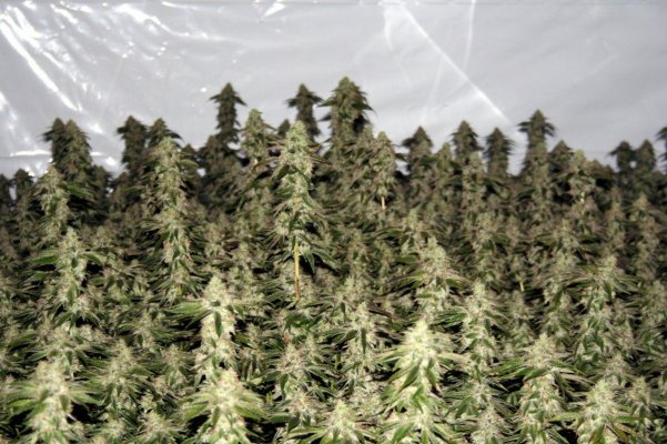 9lightOGDay56flowerE.jpg