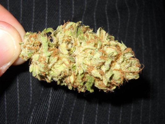 skunkmasterflex's mad jungle of strains grow diary
