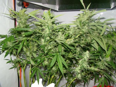 Elite Ultimate Chem 08 and Magic Monkey 12/12 From Seed and Deep Water Cooler