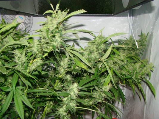 Elite Ultimate Chem 08 and Magic Monkey 12/12 From Seed and Deep Water Cooler