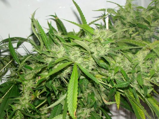 Elite Ultimate Chem 08 and Magic Monkey 12/12 From Seed and Deep Water Cooler