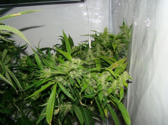 Elite Ultimate Chem 08 and Magic Monkey 12/12 From Seed and Deep Water Cooler