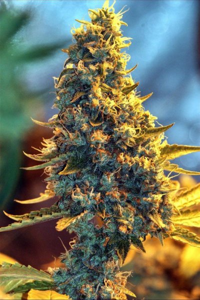 OG KUSH? Organic