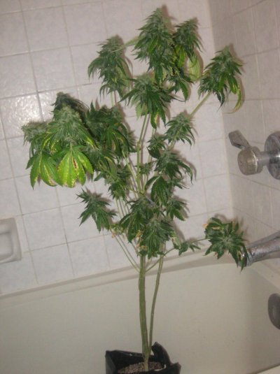 dh1 day48f c.jpg