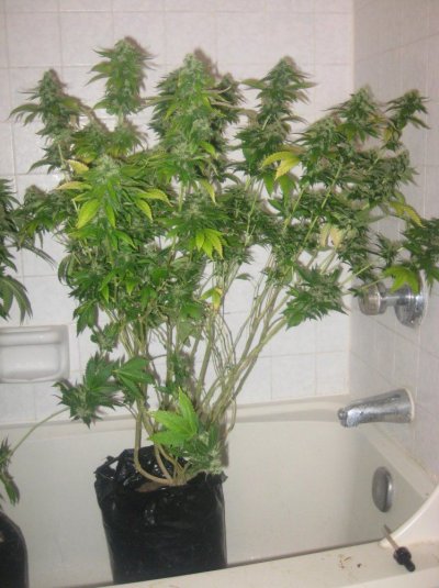 ud day48f c.jpg