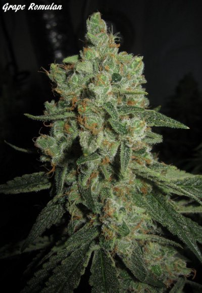Personal Medical Grow in Coco. [Chem D, Grape Romulan, Grapefurit Haze, Casey Jones]