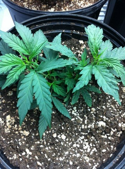 first time grow hold my hand please :)/grow diary