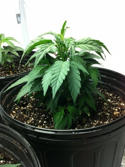 first time grow hold my hand please :)/grow diary