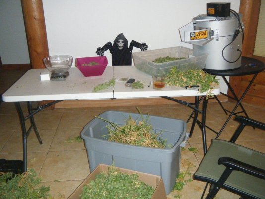 Harvest_Day_1_OG_Madman_a.jpg