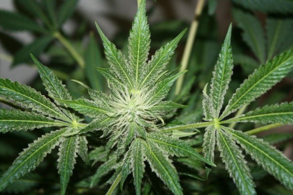 dr-atomic-norther-lights-swtchb420.jpg