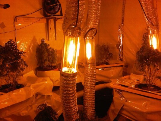 mpb-problems-root-rot.jpg