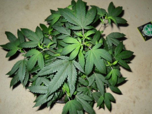 skunkmasterflex's mad jungle of strains grow diary